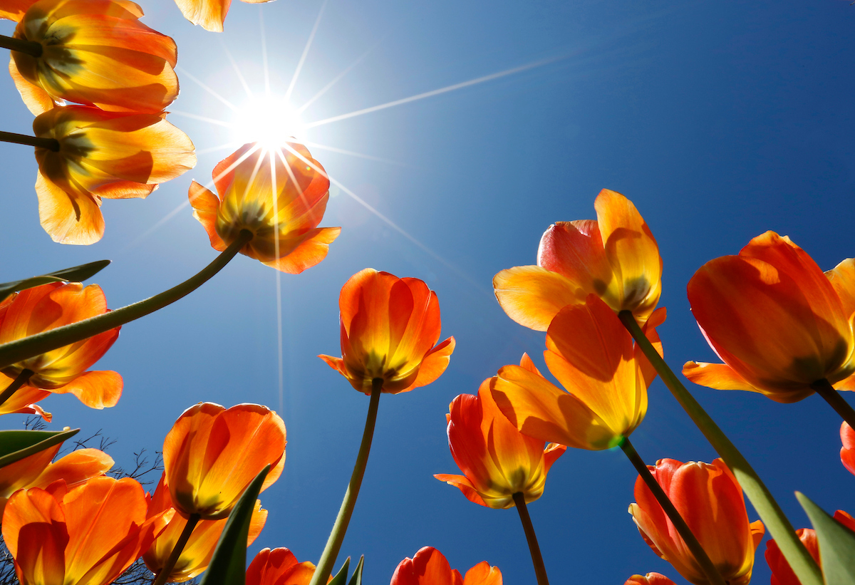 Tulips at Reimann gardens